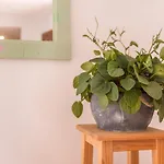 Fuerteventura Harmony Apartment Corralejo
